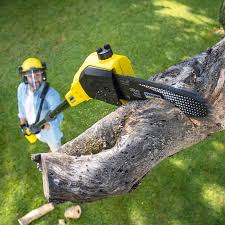 How Our Tree Care Process Works  in  Westhampton, NY