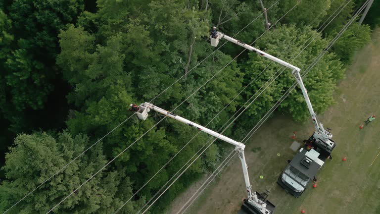 Best Tree Maintenance Programs  in Westhampton, NY