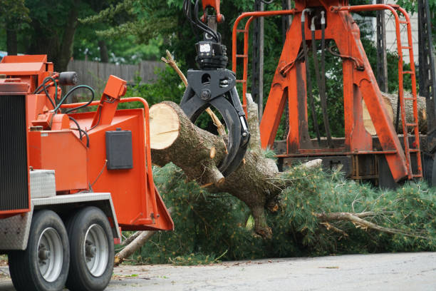 Reliable Westhampton, NY Tree Removal Solutions