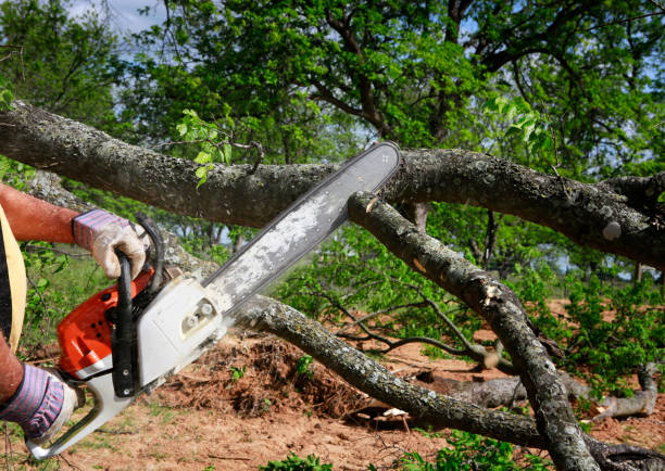 Best Emergency Tree Removal  in Westhampton, NY